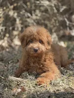Cookie , a female Miniature Goldendoodle for sale in Commerce, TX – 1 of 8