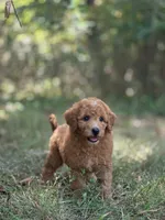 Willow, a female Miniature Goldendoodle for sale in Commerce, TX – 8 of 9