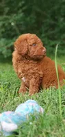 Maverick , a male Miniature Goldendoodle for sale in Commerce, TX – 8 of 10