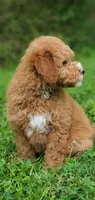 Mia, a female Miniature Goldendoodle for sale in Oklahoma City, OK – Photo 7 of 9