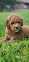Mia, a female Miniature Goldendoodle for sale in Oklahoma City, OK – Photo 4 of 9