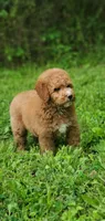 Mia, a female Miniature Goldendoodle for sale in Oklahoma City, OK – Photo 5 of 9