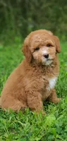 Mia, a female Miniature Goldendoodle for sale in Oklahoma City, OK – Photo 1 of 9