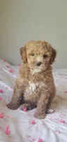 Maya, a female Miniature Goldendoodle for sale in Oklahoma City, OK – Photo 10 of 10