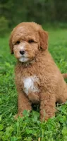 Mia, a female Miniature Goldendoodle for sale in Oklahoma City, OK – Photo 8 of 9