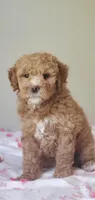 Maya, a female Miniature Goldendoodle for sale in Oklahoma City, OK – Photo 2 of 10