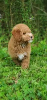 Mia, a female Miniature Goldendoodle for sale in Oklahoma City, OK – Photo 2 of 9