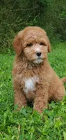 Mia, a female Miniature Goldendoodle for sale in Oklahoma City, OK – Photo 6 of 9