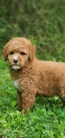 Mia, a female Miniature Goldendoodle for sale in Oklahoma City, OK – Photo 3 of 9