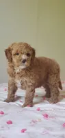 Maya, a female Miniature Goldendoodle for sale in Oklahoma City, OK – Photo 4 of 10