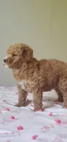 Maya, a female Miniature Goldendoodle for sale in Oklahoma City, OK – Photo 8 of 10