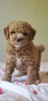 Maya, a female Miniature Goldendoodle for sale in Oklahoma City, OK – Photo 6 of 10