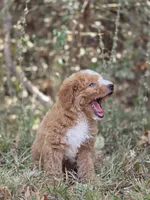 Lily, a female Miniature Goldendoodle for sale in Commerce, TX – 6 of 10