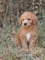 Ollie, a male Miniature Goldendoodle for sale in Commerce, TX – 9 of 10