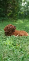 Rusty, a male Miniature Goldendoodle for sale in Commerce, TX – 4 of 10