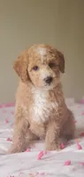Biscuit , a female Miniature Goldendoodle for sale in Oklahoma City, OK – Photo 1 of 10