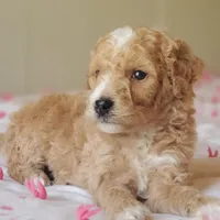 Biscuit , a female Miniature Goldendoodle for sale in Oklahoma City, OK – Photo 3 of 10