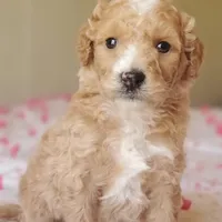 Biscuit , a female Miniature Goldendoodle for sale in Oklahoma City, OK – Photo 6 of 10