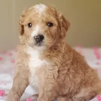 Biscuit , a female Miniature Goldendoodle for sale in Oklahoma City, OK – Photo 10 of 10