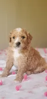 Biscuit , a female Miniature Goldendoodle for sale in Chicago, IL – Photo 10 of 10