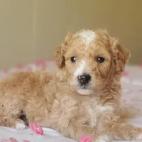 Biscuit , a female Miniature Goldendoodle for sale in Oklahoma City, OK – Photo 1 of 10