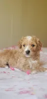Biscuit , a female Miniature Goldendoodle for sale in Chicago, IL – Photo 1 of 10