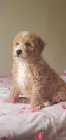 Biscuit , a female Miniature Goldendoodle for sale in Oklahoma City, OK – Photo 10 of 10