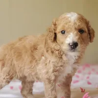 Biscuit , a female Miniature Goldendoodle for sale in Oklahoma City, OK – Photo 8 of 10
