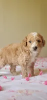 Biscuit , a female Miniature Goldendoodle for sale in Chicago, IL – Photo 8 of 10