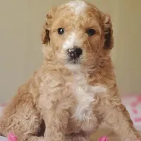 Biscuit , a female Miniature Goldendoodle for sale in Oklahoma City, OK – Photo 7 of 10