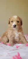 Biscuit , a female Miniature Goldendoodle for sale in Chicago, IL – Photo 7 of 10