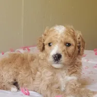 Biscuit , a female Miniature Goldendoodle for sale in Oklahoma City, OK – Photo 2 of 10