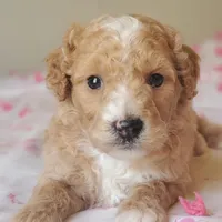 Biscuit , a female Miniature Goldendoodle for sale in Oklahoma City, OK – Photo 4 of 10