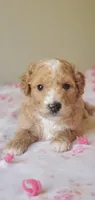 Biscuit , a female Miniature Goldendoodle for sale in Chicago, IL – Photo 4 of 10