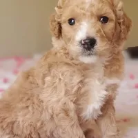 Biscuit , a female Miniature Goldendoodle for sale in Oklahoma City, OK – Photo 9 of 10