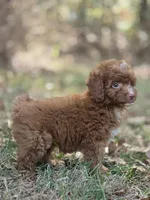 Ivy, a female Miniature Goldendoodle for sale in Commerce, TX – 7 of 9