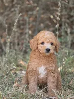 Ollie, a male Miniature Goldendoodle for sale in Commerce, TX – 3 of 10
