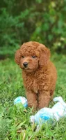 Peanut , a female Miniature Goldendoodle for sale in Commerce, TX – 7 of 10