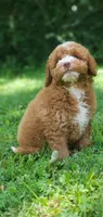 Maple, a female Miniature Goldendoodle for sale in Commerce, TX – 5 of 10