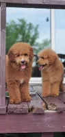Mia, a female Miniature Goldendoodle for sale in Commerce, TX – 7 of 10
