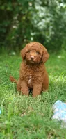 Maverick , a male Miniature Goldendoodle for sale in Commerce, TX – 2 of 10
