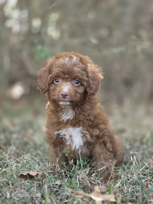 Ivy – Miniature Goldendoodle puppy for sale in Commerce, TX