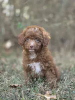 Ivy, a female Miniature Goldendoodle for sale in Commerce, TX – 1 of 9