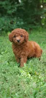 Rusty, a male Miniature Goldendoodle for sale in Commerce, TX – 2 of 10