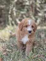 Lily, a female Miniature Goldendoodle for sale in Commerce, TX – 9 of 10