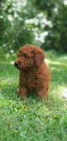Rusty, a male Miniature Goldendoodle for sale in Commerce, TX – 5 of 10