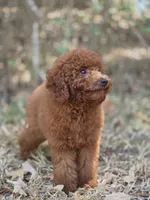 Rusty, a male Miniature Goldendoodle for sale in Commerce, TX – 10 of 10
