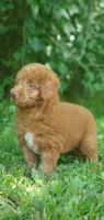 Cookie , a female Miniature Goldendoodle for sale in Commerce, TX – 5 of 10