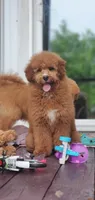 Mia, a female Miniature Goldendoodle for sale in Commerce, TX – 4 of 10