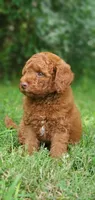 Maverick , a male Miniature Goldendoodle for sale in Commerce, TX – 4 of 10